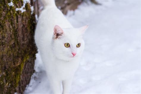 真っ白な猫の魅力と飼い方に関する完全ガイド