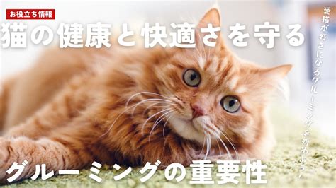 眠い猫の健康と快適性を守るために