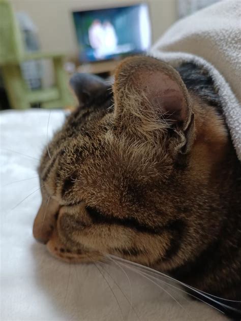 眠い猫の原因