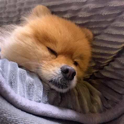 眠たそうな犬－あなたの親友の微妙なサインを理解する