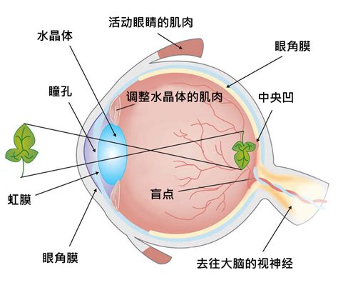 眼睛：視覺之窗