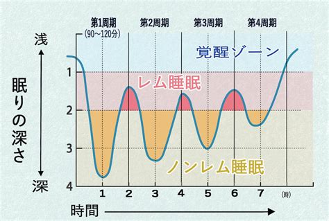 睡眠のサイクル