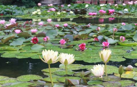 睡蓮の国分寺：水生植物の天国