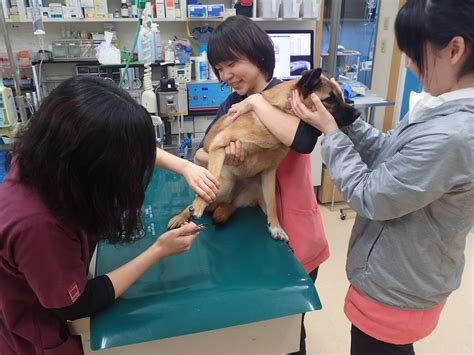 知っておきたい！シラナガ動物病院でペットの健康を守るためのガイド