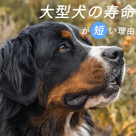 短命な犬の悲しい現実とその原因を探る