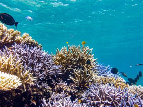 石垣島の海すずめ：魅惑のサンゴ礁と絶景のシュノーケリングスポット