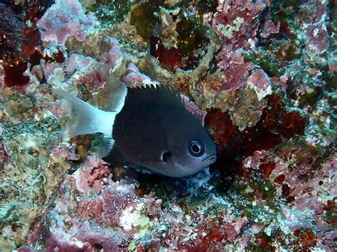 石垣島の海に生きる魅惑の生き物：ハイスズメダイ