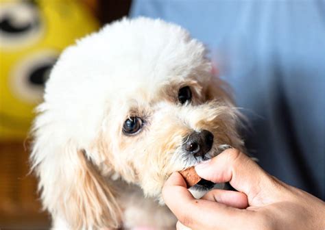 石山動物病院で愛犬の健康を守るための包括ガイド