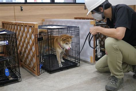 石巻ペットセンター: ペットと飼い主のための頼れる施設