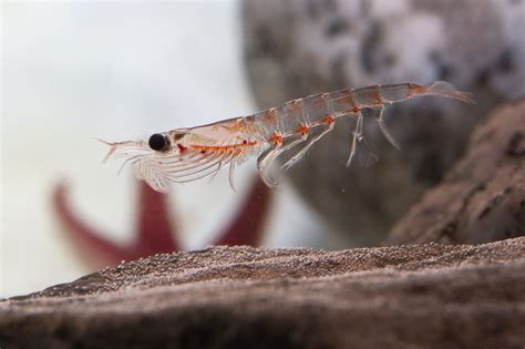 磷蝦油香港：從海洋中的微小生物中獲取豐富的健康益處