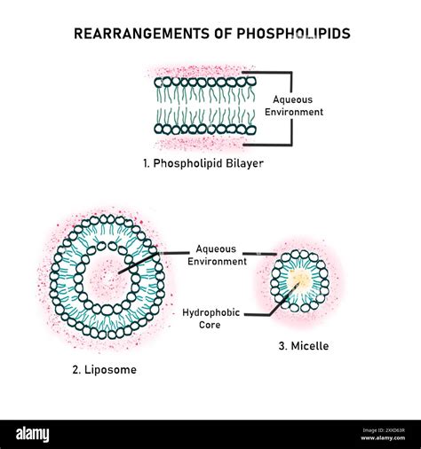 磷蝦磷脂質 (Phospholipids)：