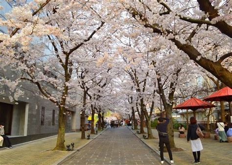 祇園四条駅探索指南：深度體驗京都傳統文化