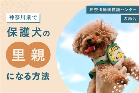 神奈川県動物愛護センターの徹底ガイド