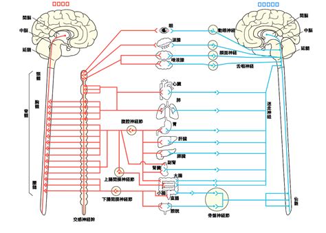 神経系の異常: