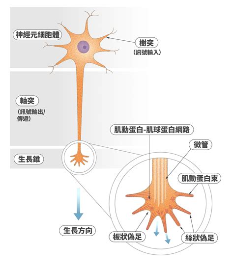 神經傳遞：