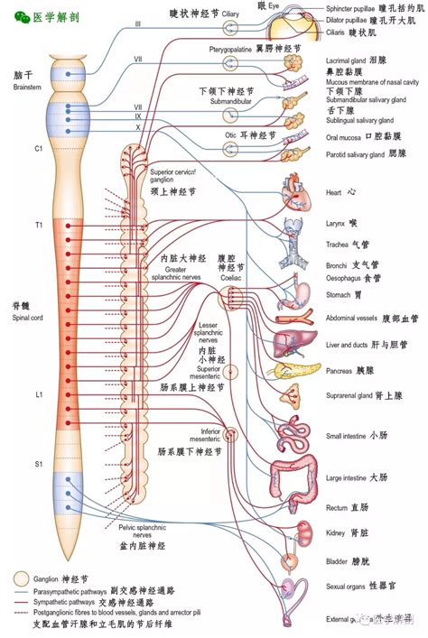 神經系統