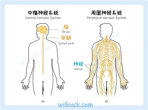 神經系統：