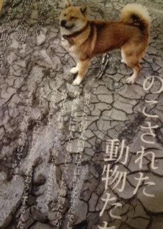 福島の動物たちを支援しよう！