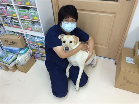 秋田こまつ動物病院でペットの健康を最優先にする