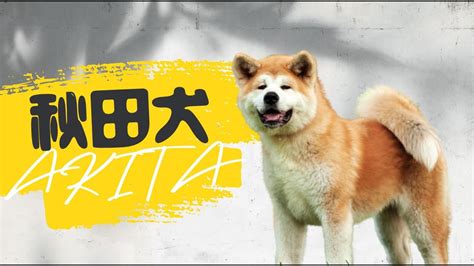 秋田犬「八公」