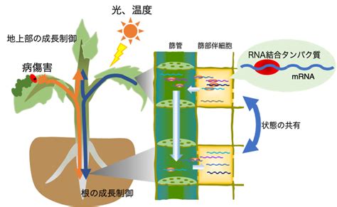 移動性: