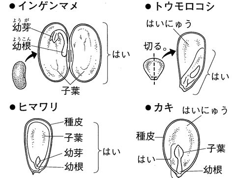 種子：