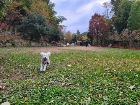 稲荷山ドッグラン：愛犬との楽しいひとときを過ごすための徹底ガイド