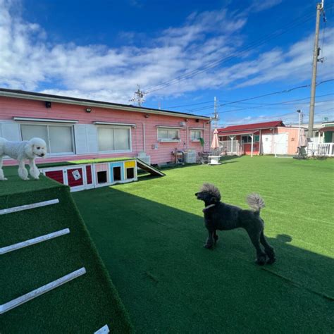 稲荷山ドッグラン：愛犬と一緒に楽しめる開放的な空間