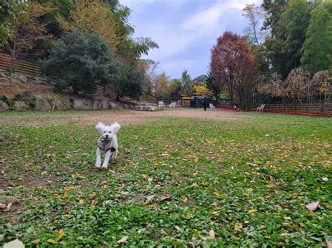 稲荷山ドッグラン：犬の喜びと安全を追求する自然豊かな公園