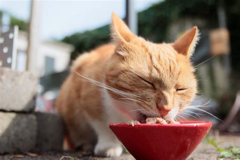 穀物フリーの猫ごはん：メリット、デメリット、そして知っておくべきポイント