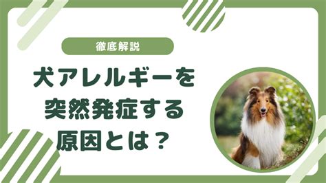 突然犬アレルギー