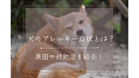 突然 犬アレルギー：原因、症状、治療法