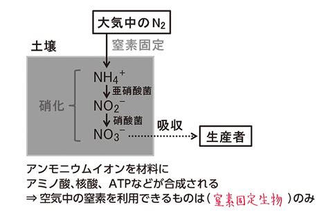 窒素固定：