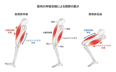 筋肉の維持：