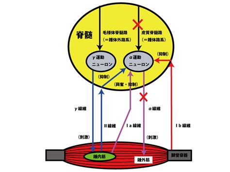 筋肉の緊張の緩和: