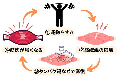 筋肉構築のメカニズム