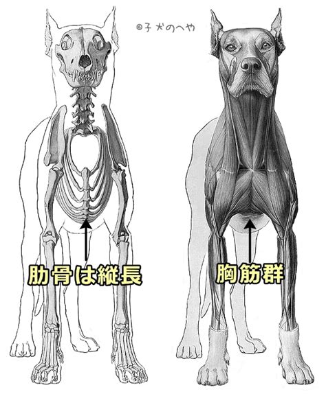 筋肉質で逞しい犬の秘密を徹底解説！