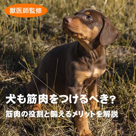 筋肉質の犬のメリット