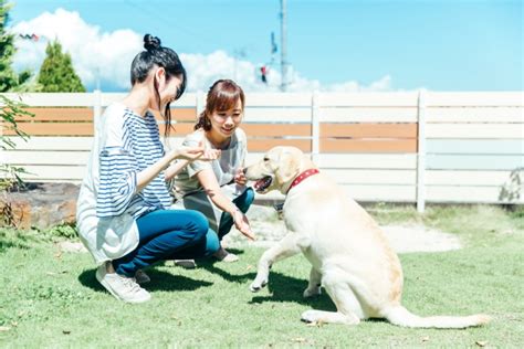 米子で保護犬を迎える：最愛の家族を見つけるための包括ガイド