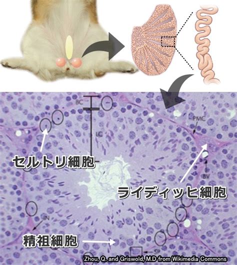 精巣停留犬のすべて：症状、治療法、予防法