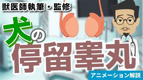 精巣停留症を持つ犬：知っておくべきすべてのこと