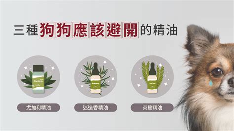 精油對狗狗的致命風險： 了解哪些精油會造成中毒