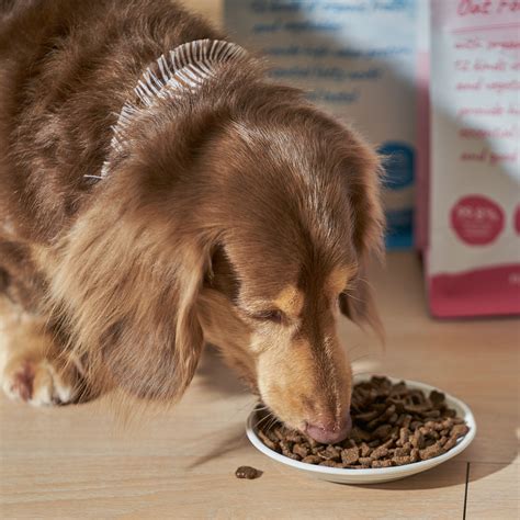 精準餵食，寵愛毛孩：掌握狗狗飼料的正確選擇