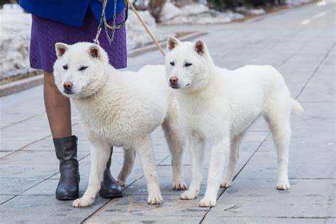 紀州犬と柴犬、違いを徹底解説！ 見分け方や性格まで