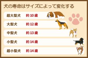 紀州犬の寿命を延ばすための包括ガイド