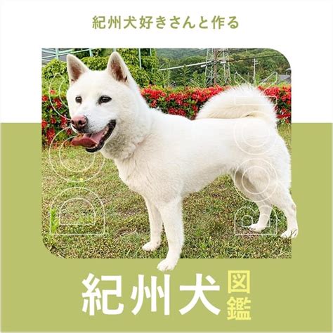 紀州犬の寿命を延ばす方法：愛情溢れるお手入れで最長15年