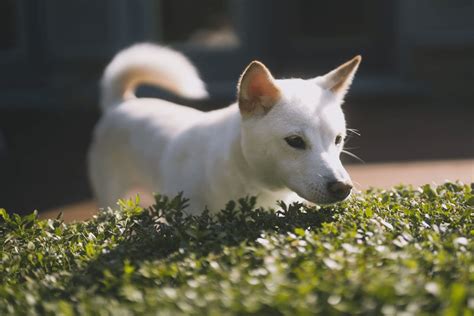 紀州犬の寿命：飼い主が知っておくべき真実