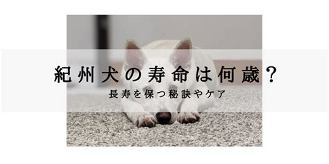 紀州犬の平均寿命