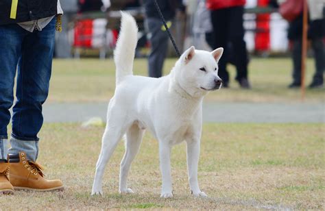 紀州犬の性格：忠実で愛情深く、独立心旺盛