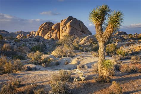 約 書 亞 樹 國家 公園 joshua tree national park